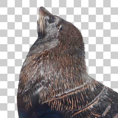 ミナミアメリカオットセイ South American fur seal