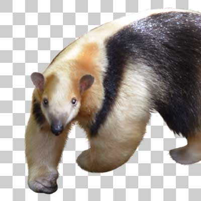 ミナミコアリクイ Southern tamandua