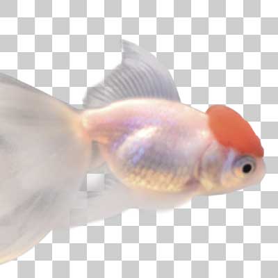 丹頂 Tancho goldfish