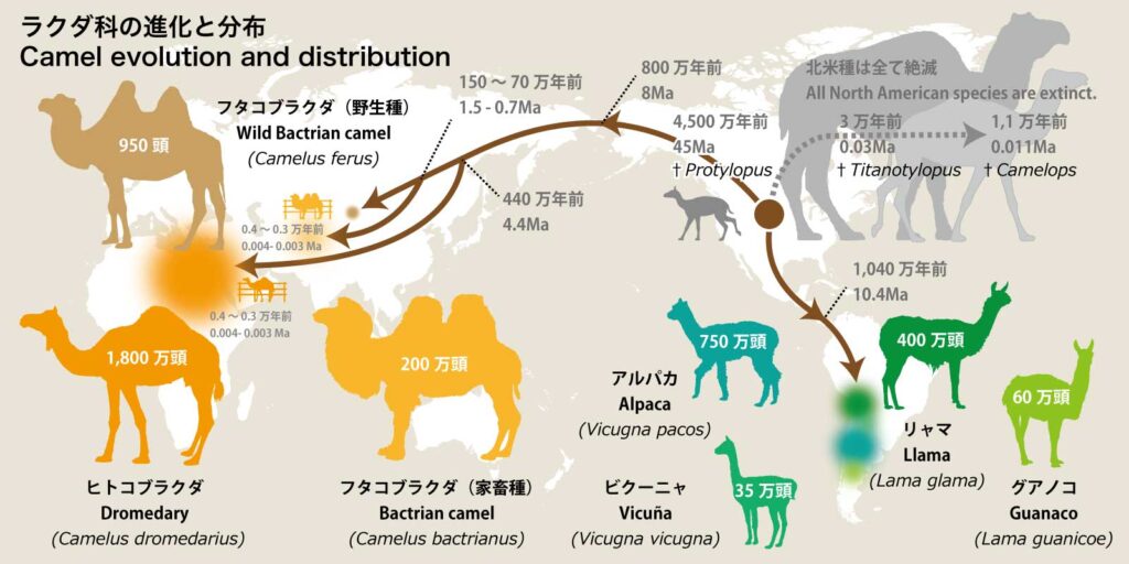 ラクダ科の進化と分布図