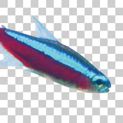 カージナルテトラ Cardinal tetra