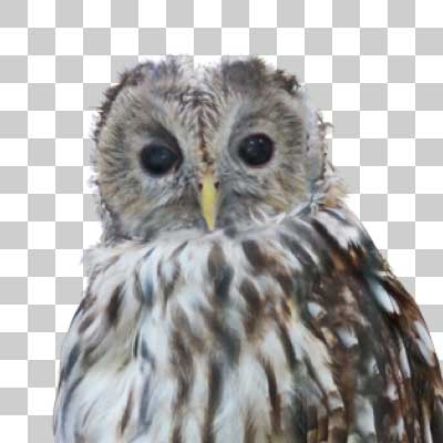 フクロウ Ural owl