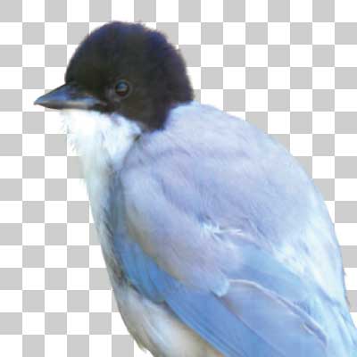 オナガ Azure-winged Magpie