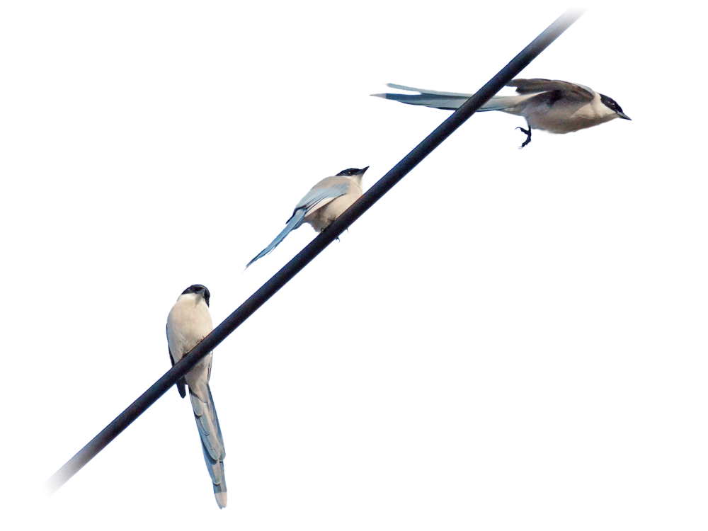 飛び立つオナガ