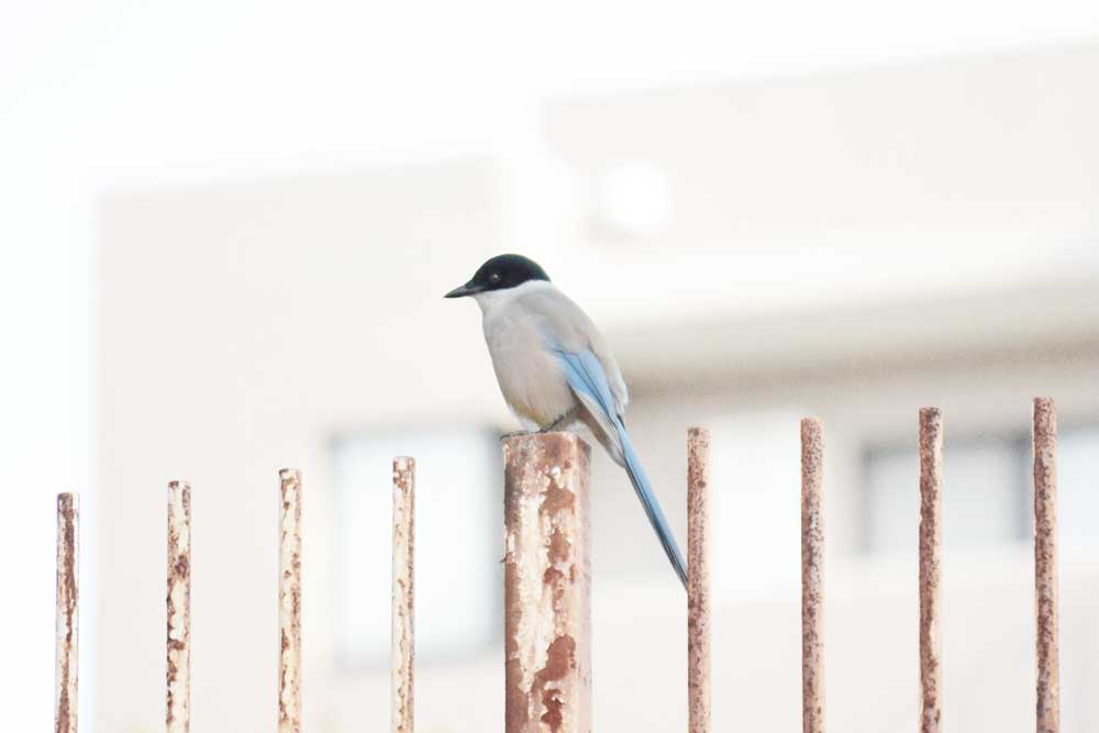 住宅街のオナガ