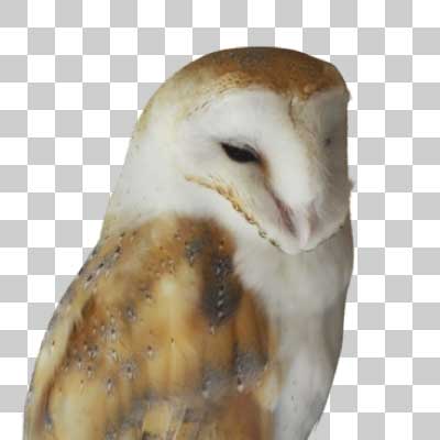 メンフクロウ Barn Owl