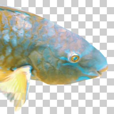 ヒブダイ Blue-barred parrotfish