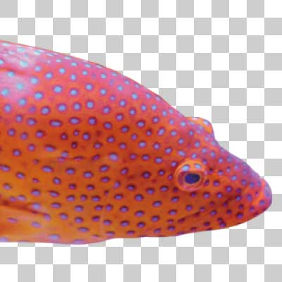 ユカタハタ Coral grouper