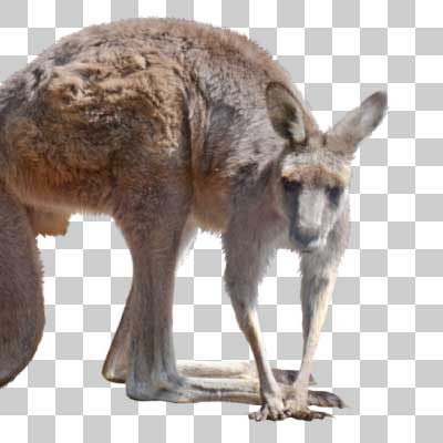 オオカンガルー Eastern grey kangaroo