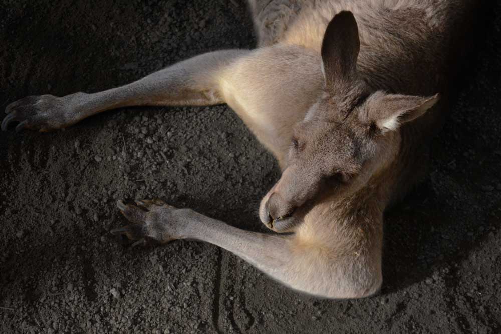 オオカンガルーの太い腕