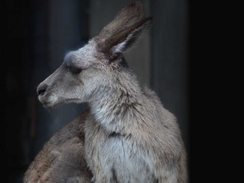 アカカンガルーに次ぐ大きさのオオカンガルー