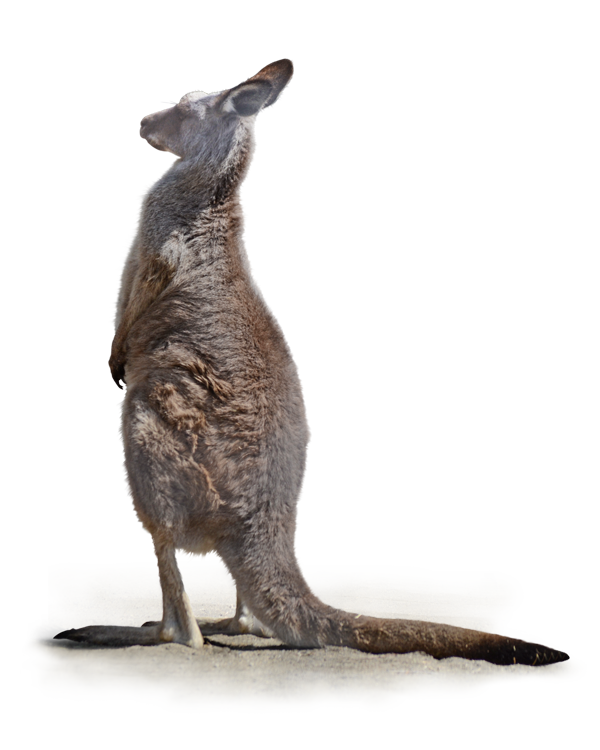 立ちすくむオオカンガルー