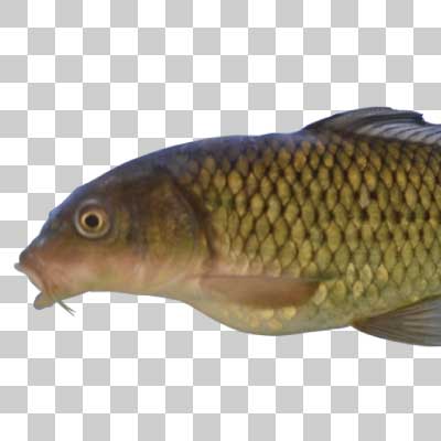 コイ Eurasian carp