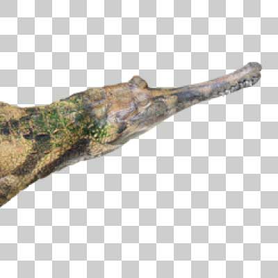 マレーガビアル False gharial