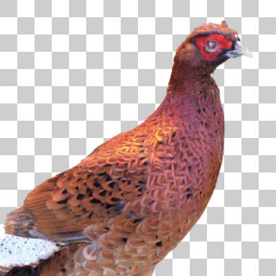 コシジロヤマドリ Ijima’s Copper Pheasant