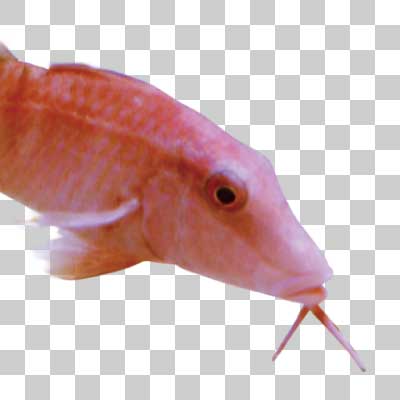 オジサン Manybar goatfish