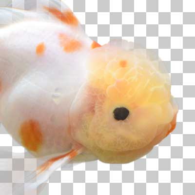 オランダ獅子頭 Oranda