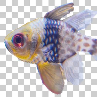 マンジュウイシモチ Pajama cardinalfish