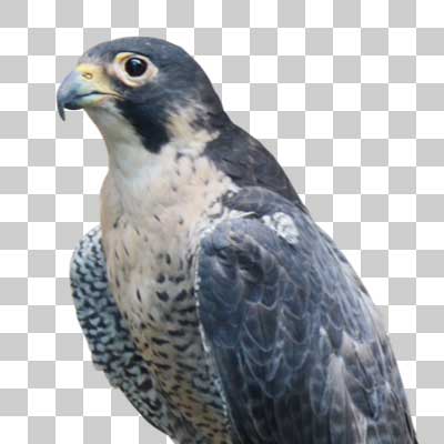 ハヤブサ Peregrine falcon