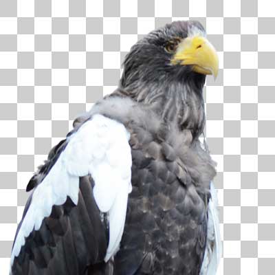 オオワシ Steller’s sea eagle