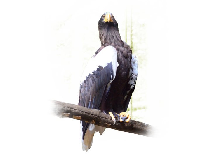 オオワシ Steller's Sea Eagle