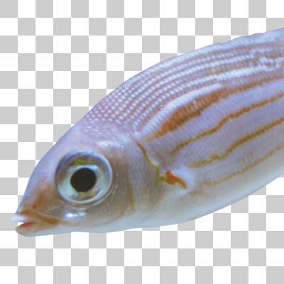 ノコギリダイ Striped large-eye bream