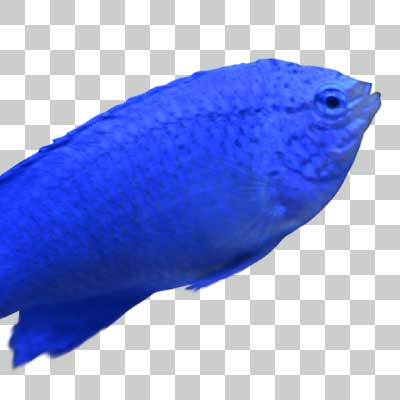 ルリスズメダイ Blue damselfish