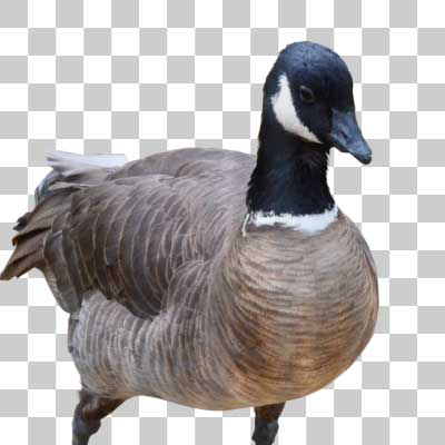 シジュウカラガン Cackling goose