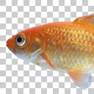 和金 Common goldfish