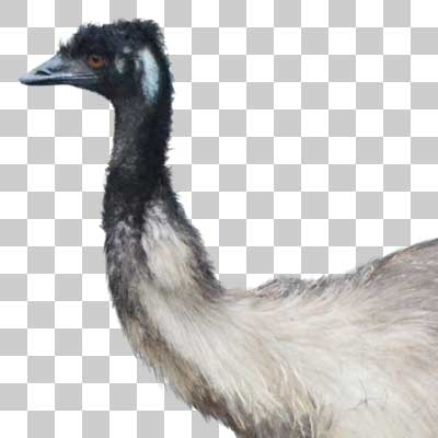 エミュー Emu