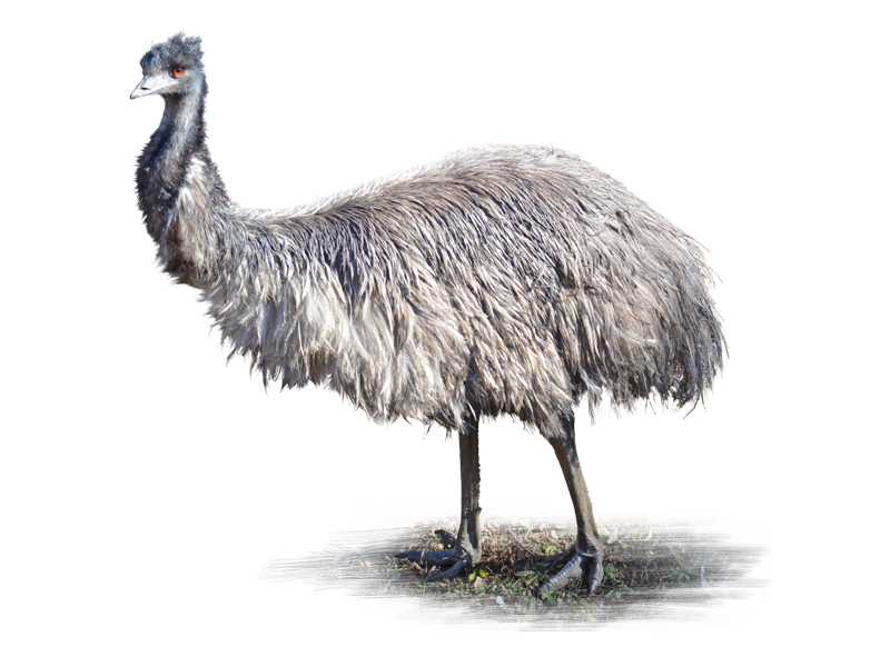エミューDromaius novaehollandiae