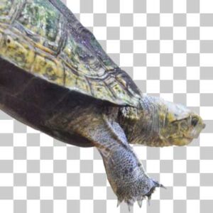 ニホンイシガメ Japanese pond turtle