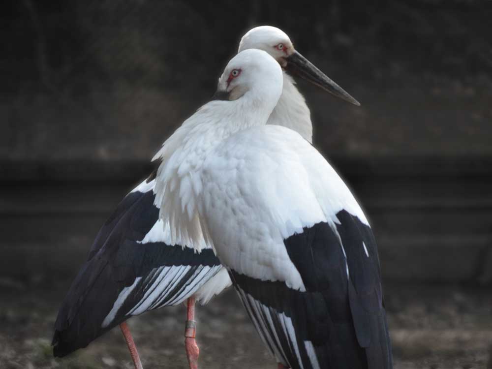 よこはま動物園ズーラシアのコウノトリ