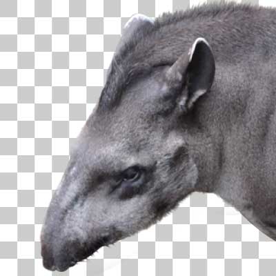 アメリカバク South American tapir