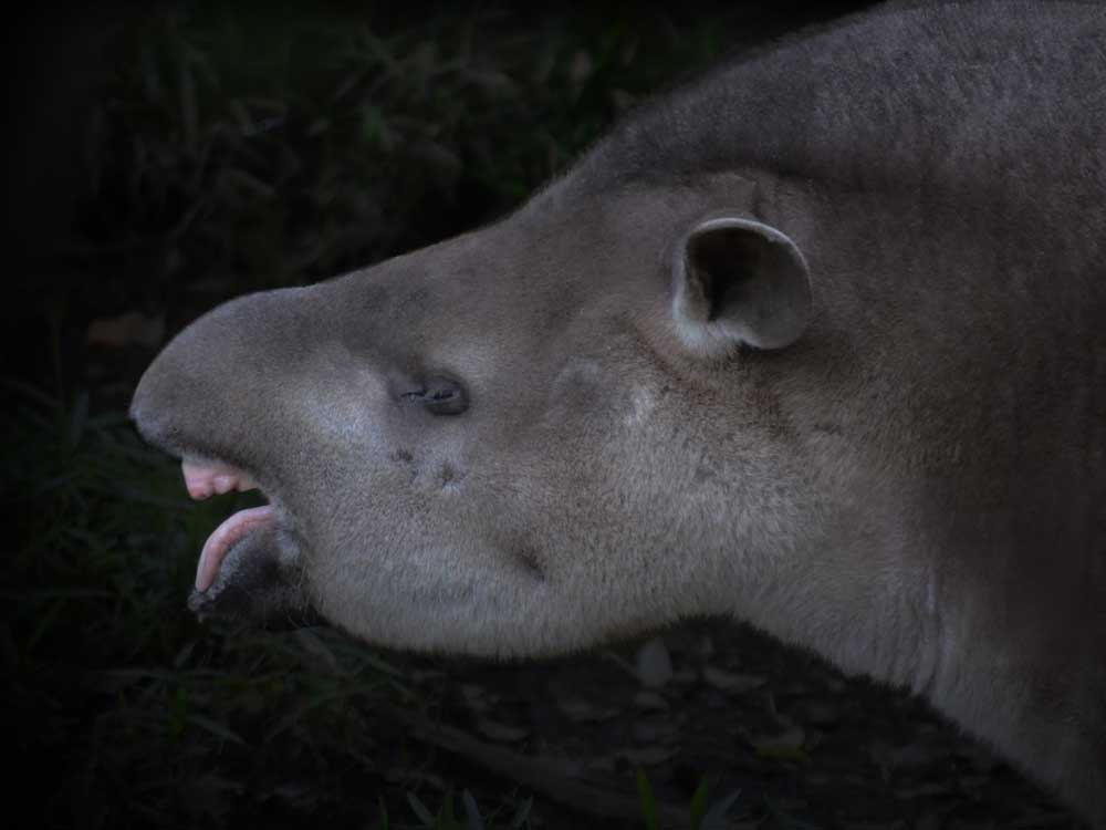 アメリカバク South American Tapir