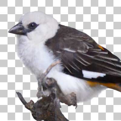 シロガシラウシハタオリ White-headed buffalo weaver