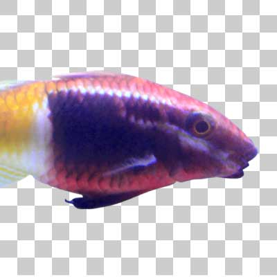 インドヒメジ Bicolor goatfish