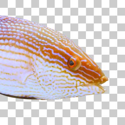 ヒレグロベラ Blackfin hogfish