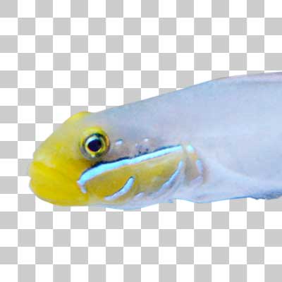 アカハチハゼ Blueband goby