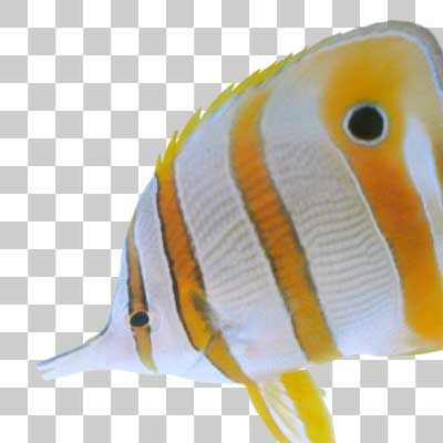 ハシナガチョウチョウウオ Copperband butterflyfish