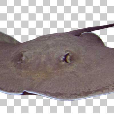 ヒマンチュラ・チャオプラヤ Giant freshwater stingray