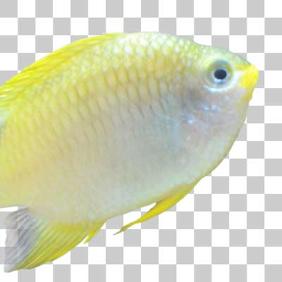 ヤマブキスズメダイ Golden damselfish