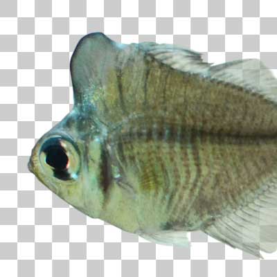 アップルヘッドグラスパーチ Humphead glassfish