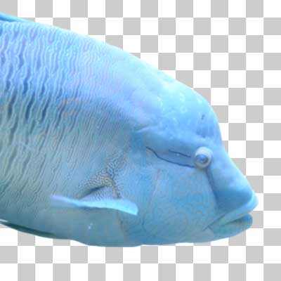 メガネモチノウオ Humphead wrasse