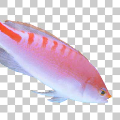 アカボシハナゴイ Lori’s anthias