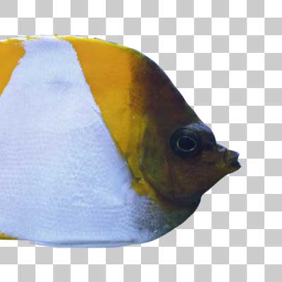 カスミチョウチョウウオ Pyramid butterflyfish