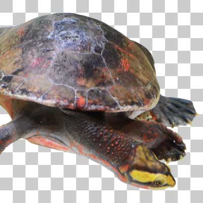 ニシキマゲクビガメ Red-bellied short-necked turtle