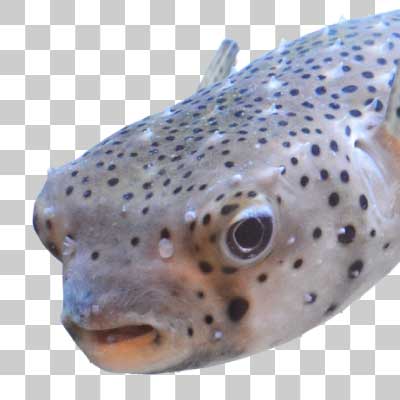 イシガキフグ Spotfin burrfish