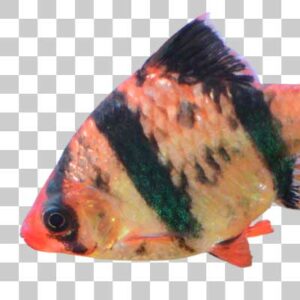 スマトラ Tiger barb
