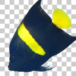 アラビアンエンゼルフィッシュ Arabian angelfish